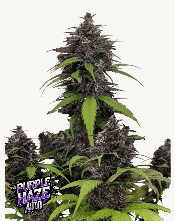 Purple Haze AUTOFLOWER PLUS FAST BUDS FREEBIE