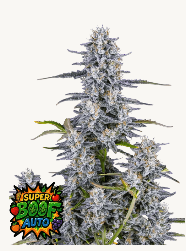 Super Boof AUTOFLOWER PLUS FAST BUDS FREEBIE