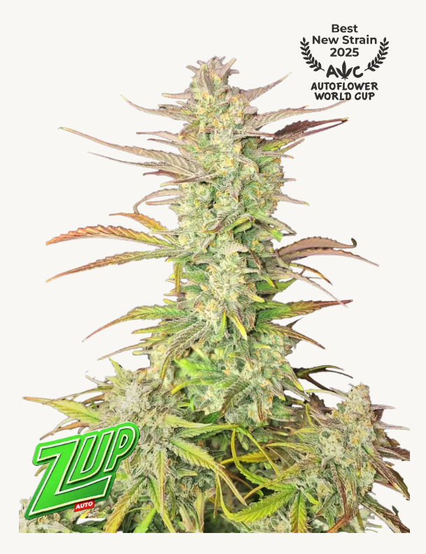 Z-UP AUTOFLOWER PLUS FAST BUDS FREEBIE