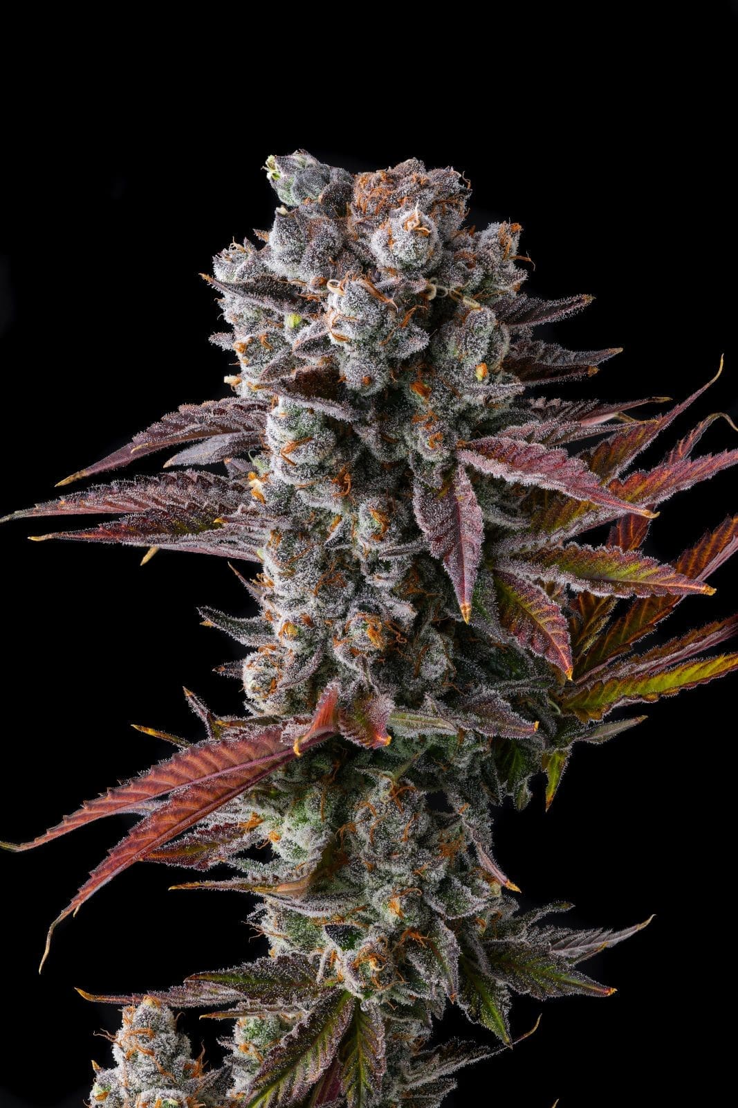 Hawaiian Sunkist Fems - Image 2