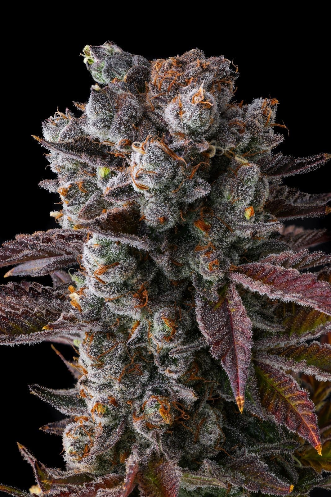 Hawaiian Sunkist Fems - Image 3