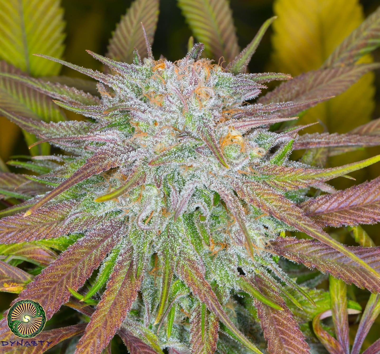 Huckleberry Kush V6 Regs Plus Dynasty Freebie