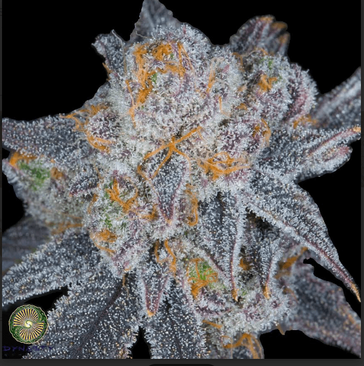 Berry Blackout V2 Regs Plus Dynasty Freebie