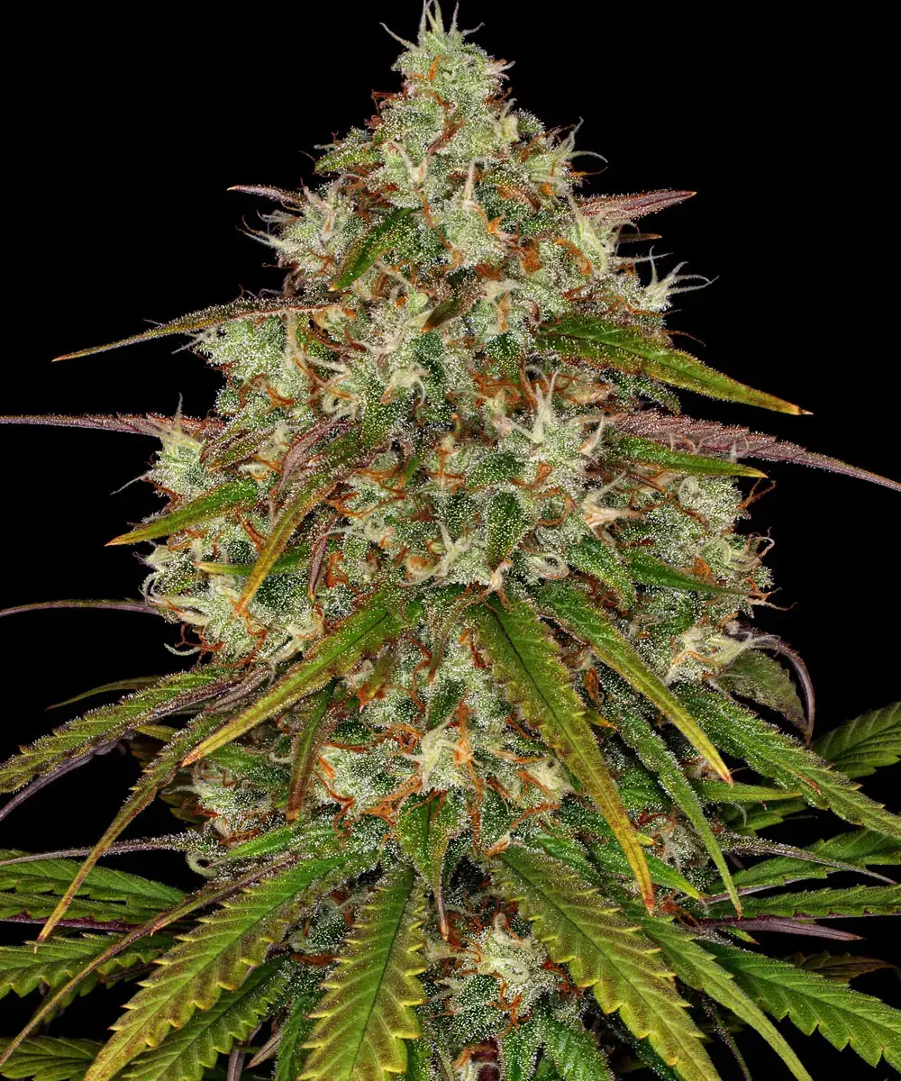 Liberty Haze Fems