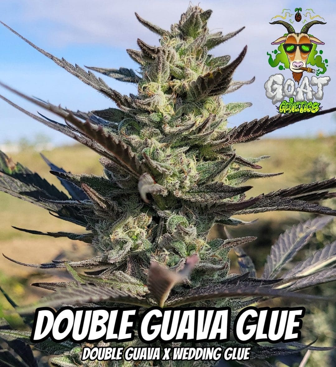 DOUBLE GUAVA GLUE 5ct AUTOFLOWER