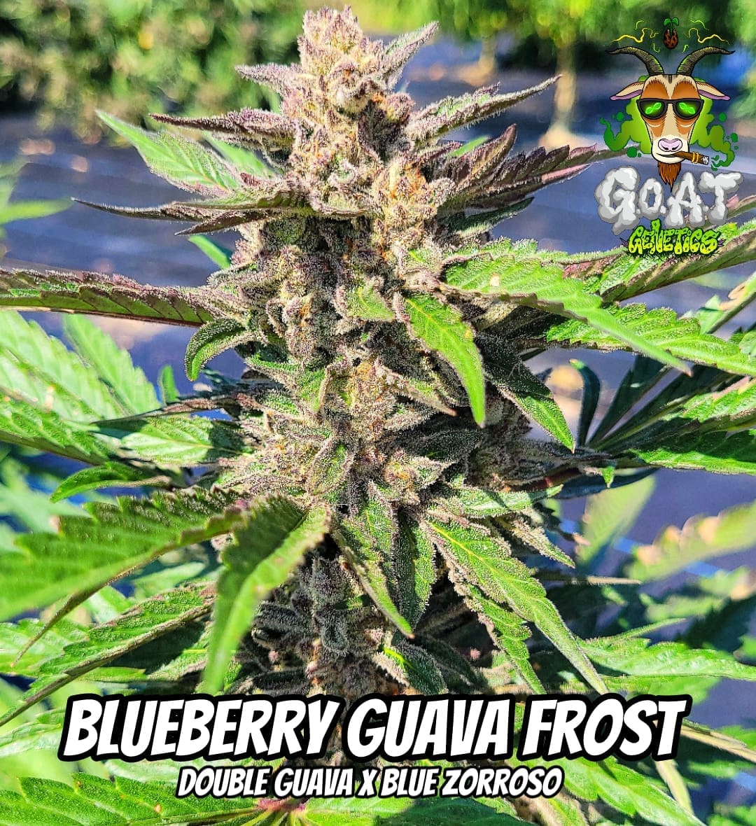 Blueberry Guava Frost - 5ct AUTOFLOWER