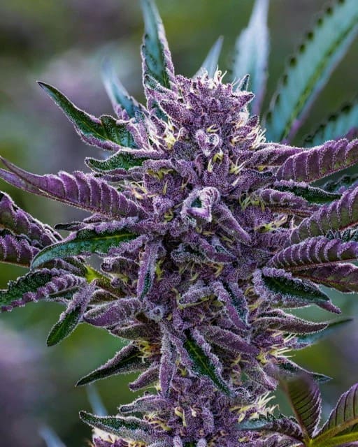 PLANTZ 10ct REGS