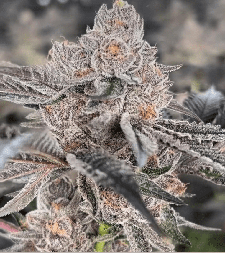 Ridgeline Farms - ChiTown Seeds